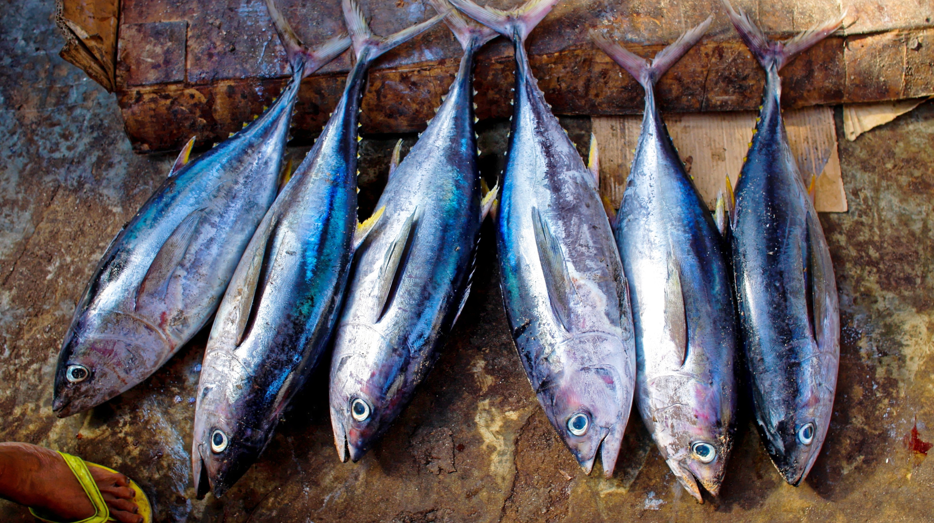 Histamin pada Ikan