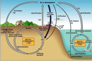 siklus nitrogen di perairan