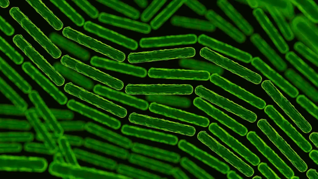 Bakteri Bacillus cereus