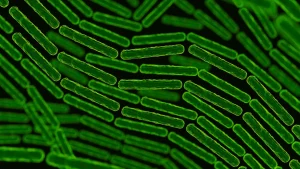 Bakteri Bacillus cereus 