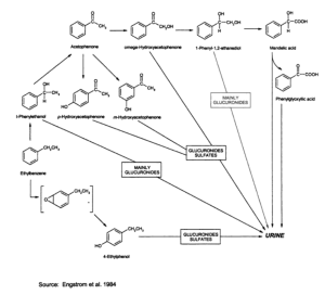 Gambar 1. Skema Metabolisme Etilbenzen dalam Tubuh Manusia